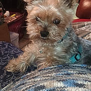 Bandy a rejoint le concours — aidez-le/la à gagner de superbes lots ! animal, blanket, blue, cozy, curious, cute, dog, fur, furniture, harness, home, indoor, knitted, looking, one_eye, pet, relaxed, resting, scruffy, small_dog
