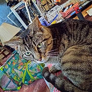 Peawee joined the competition — help win amazing prizes! carpet, cat, cat_tunnel, close_up, cozy, curled_up, domestic, fabric, furniture, green_eyes, household, indoor, lamp, pet, relaxed, tabby, table, tail, whiskers, wooden_chair