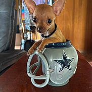 Milo joined the competition — help win amazing prizes! animal, background, brown, chihuahua, collar, curious, cute, dallas_cowboys, dog, ears, face, furniture, helmet, indoor, mug, pet, puppy, small, toy, wooden_table