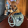 animal, background, brown, chihuahua, collar, curious, cute, dallas_cowboys, dog, ears, face, furniture, helmet, indoor, mug, pet, puppy, small, toy, wooden_table