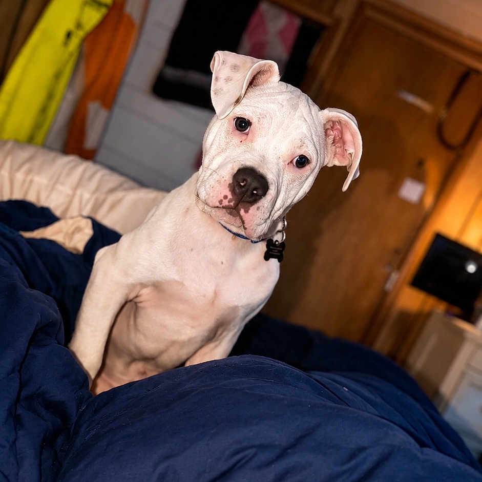 Cotton is registered to the contest to win money with this photo: puppy, dog, white_dog, bed, blanket, indoor, wooden_wall, curious, pet, young_dog, collar, cozy, furniture, room, clothing, domestic_animal, cute, animal, pet_bed, resting