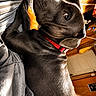 Hank is registered to the contest to win money with this photo: dog, black_dog, pet, bed, blanket, red_collar, indoor, wooden_floor, stuffed_animal, blue_toy, resting, looking_back, curious, cozy, home, furniture, animal, canine, sleeping_area, relaxed