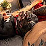 Hank is registered to the contest to win money with this photo: dog, pet, smiling_dog, tattoo, human_arm, red_collar, bed, blanket, indoor, relaxation, happy, belly_rub, closeup, fur, nose, teeth, paw, tattooed_skin, sunlight, cozy
