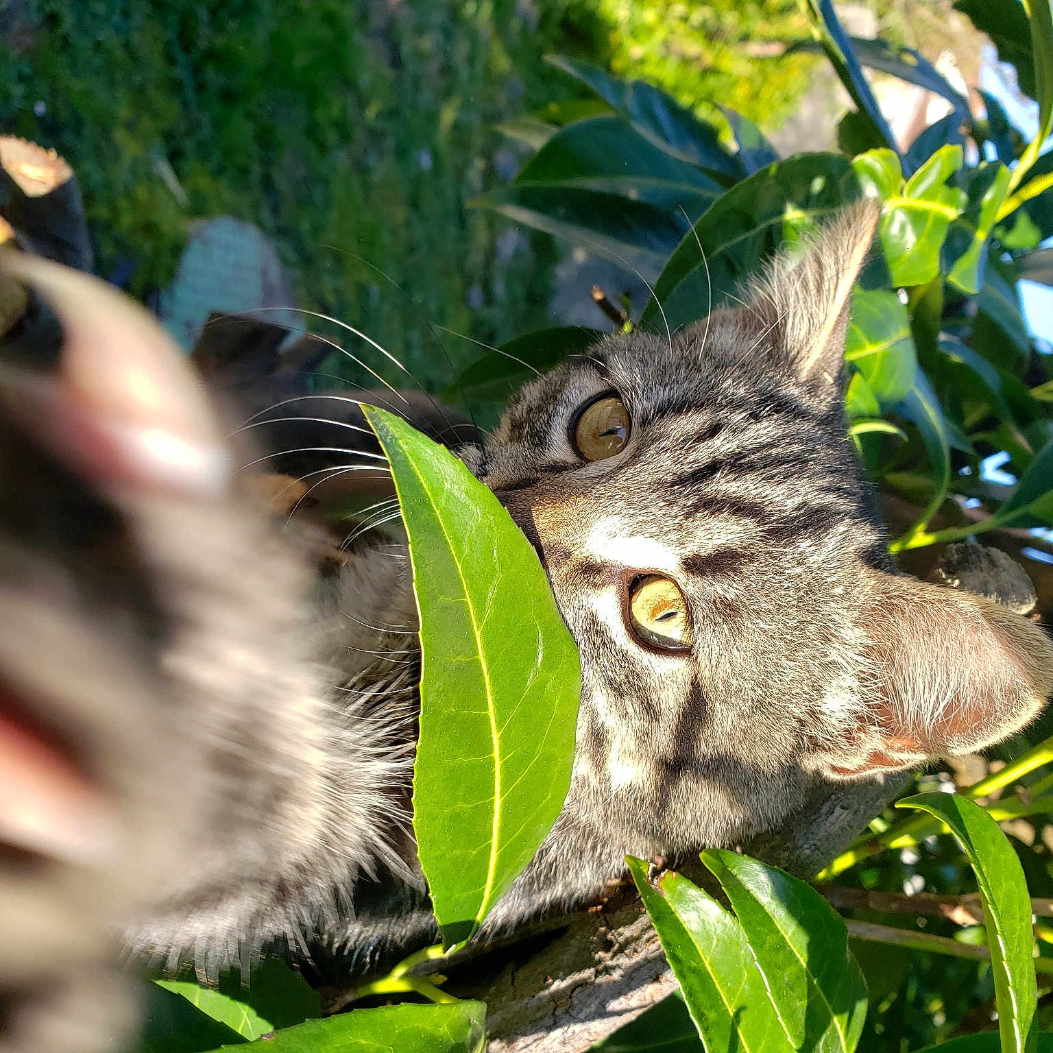 Tigrou