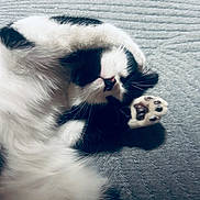 Panda joined the competition — help win amazing prizes! bed, black_and_white, blanket, cat, closeup, cozy, cute, feline, fur, indoors, kitten, nap, paw, paw_pads, pet, playful, portrait, sleeping, textured_blanket, whiskers