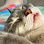 Kiki is registered to the contest to win money with this photo: animal, blurred_background, cat, close_up, colorful_background, cozy, cute, feline, fur, indoor, mouth, nose, peaceful, pet, relaxed, rest, sleeping, soft, teeth, whiskers