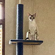 Kiki joined the competition — help win amazing prizes! animal, blue, calm, carpeted, cat, cat_tree, curious, domestic, feline, household, indoor, inquisitive, looking, mammal, perched, pet, platform, sitting, wall, window