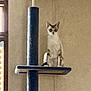 animal, blue, calm, carpeted, cat, cat_tree, curious, domestic, feline, household, indoor, inquisitive, looking, mammal, perched, pet, platform, sitting, wall, window