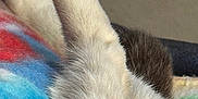 Kiki is registered to the contest to win money with this photo: animal, blanket, cat, close_up, colorful, comfort, cozy, cute, feline, fur, indoor, paw, pet, rainbow, relaxation, resting, sleeping, soft, texture, white