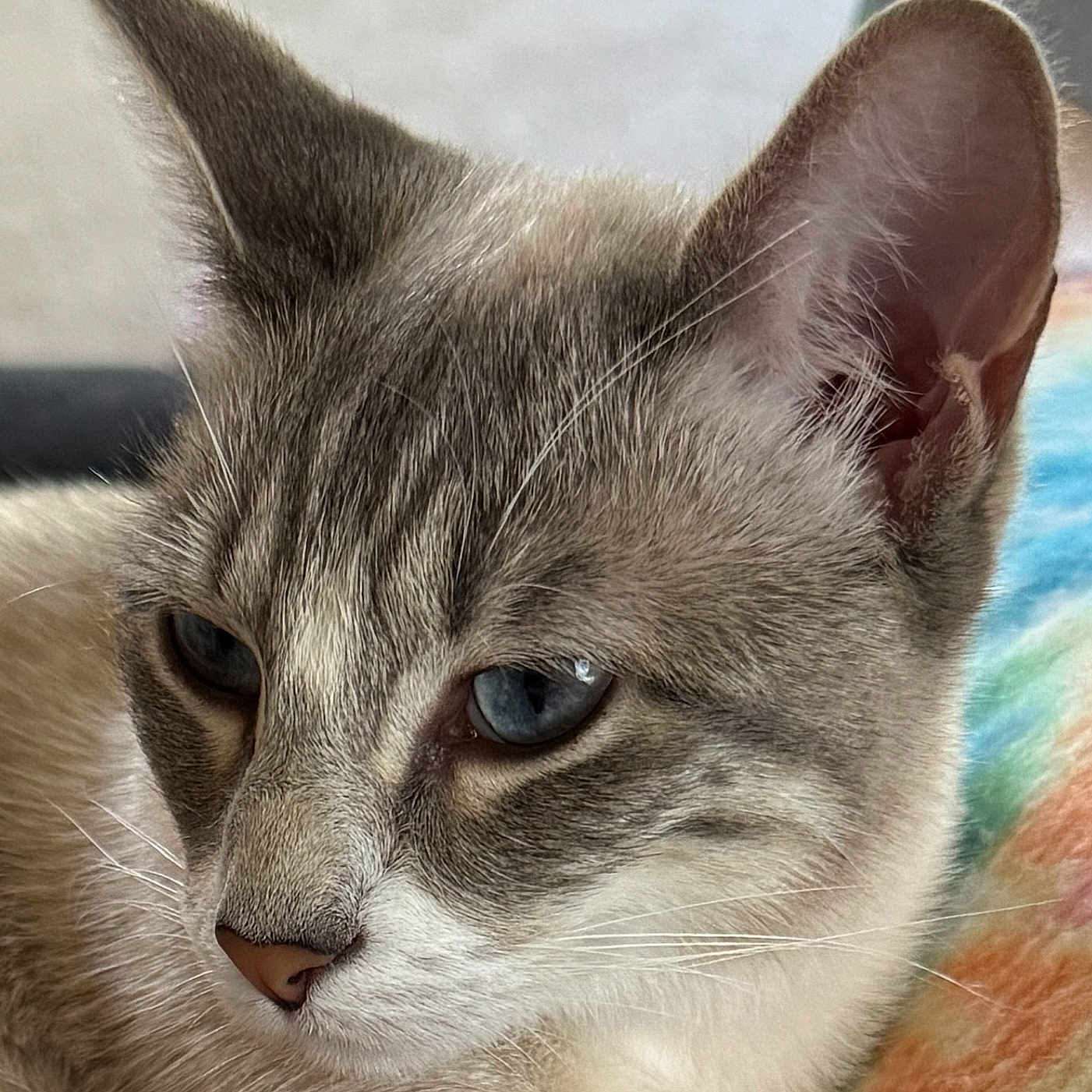 Kiki is registered to the contest to win money with this photo: animal, blanket, blue_eyes, cat, close_up, colorful, cozy, cute, domestic_cat, ear, fur, fuzzy, indoor, mammal, pet, portrait, relaxed, resting, soft, whiskers