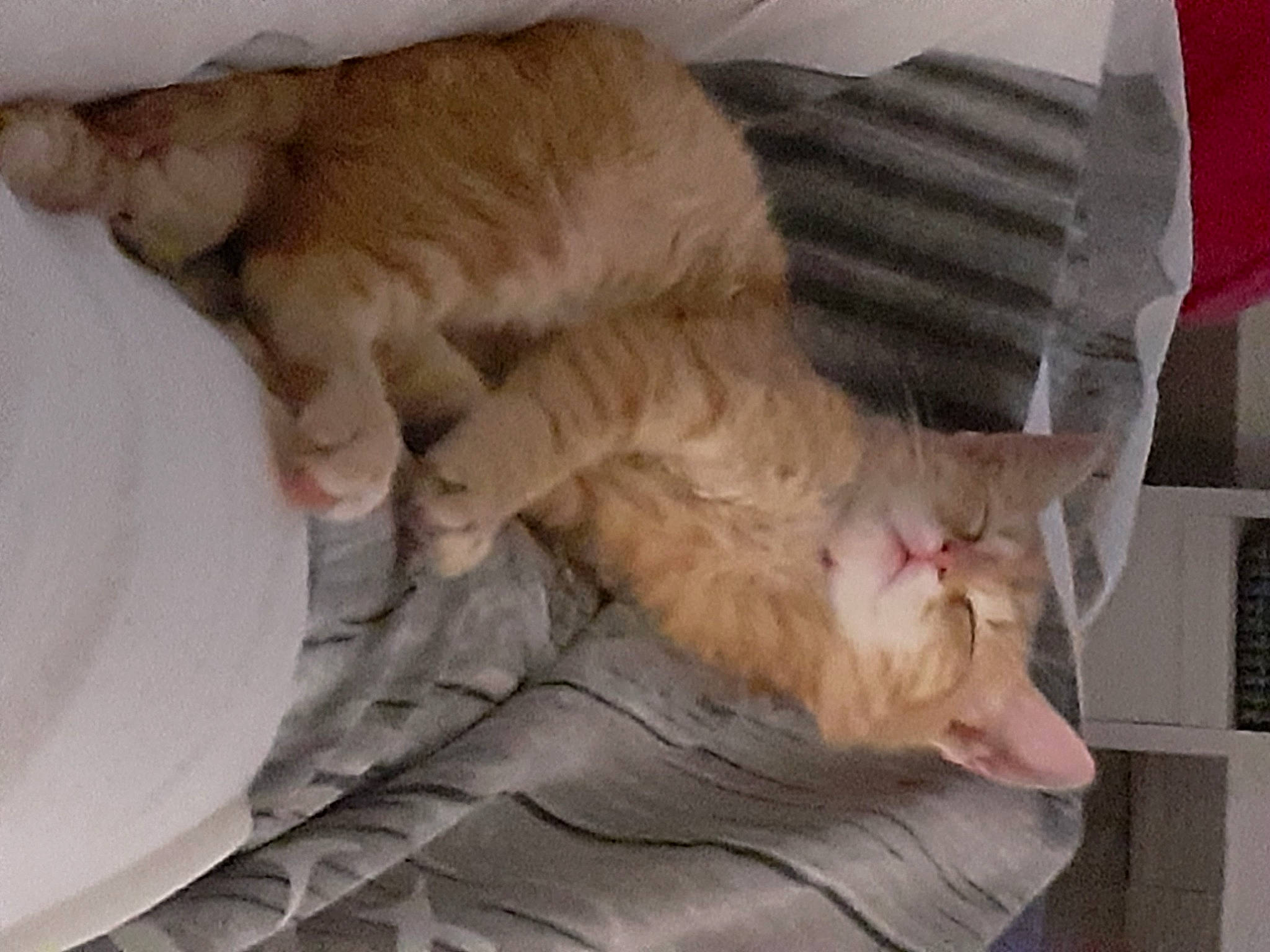 Simba participe au concours pour gagner de l'argent avec cette photo : bed, canidae, carnivore, cat, cat_bed, cat_supply, claw, comfort, couch, domestic_short_haired_cat, fawn, felidae, fur, mammal, nap, paw, small_to_medium_sized_cats, snout, tail, whiskers