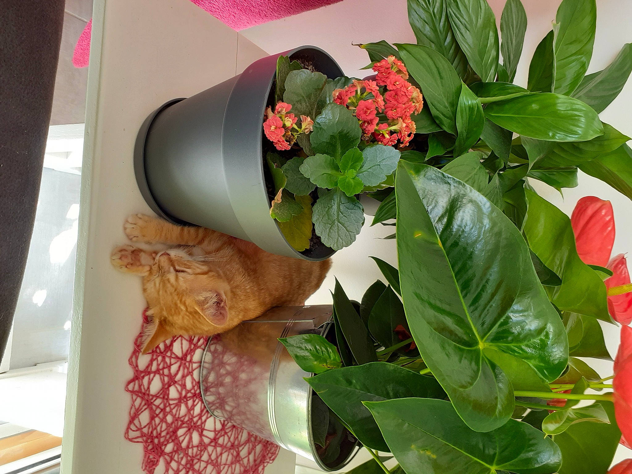 Simba a rejoint le concours — aidez-le/la à gagner de superbes lots ! annual_plant, art, artificial_flower, bouquet, creative_arts, cut_flowers, event, floral_design, floristry, flower, flower_arranging, flowering_plant, flowerpot, green, herb, herbaceous_plant, houseplant, petal, plant, room