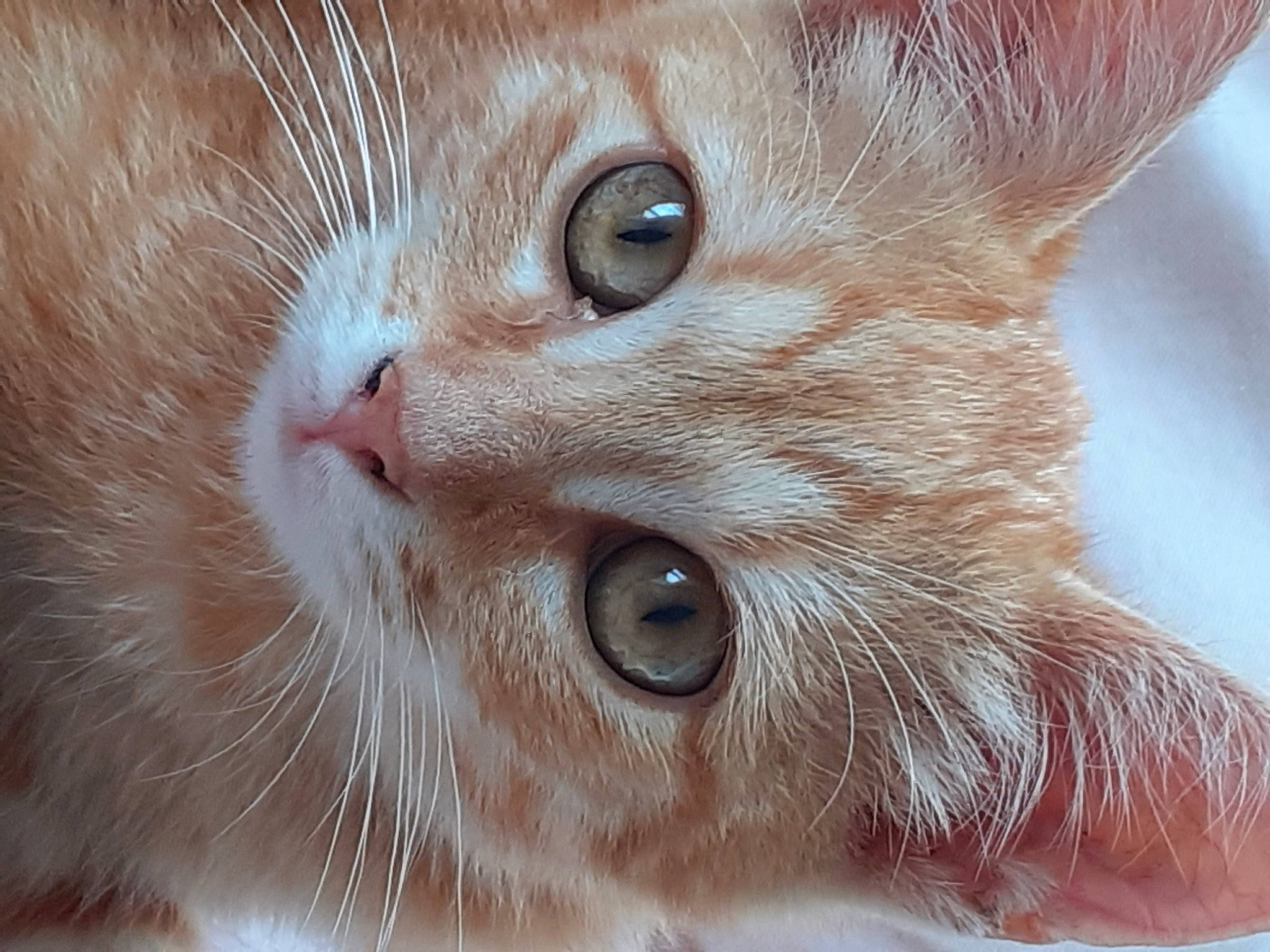 Simba participe au concours pour gagner de l'argent avec cette photo : carnivore, cat, close_up, curious, domestic_short_haired_cat, ear, eye, eyelash, fawn, felidae, fur, head, iris, nose, pet_supply, photography, small_to_medium_sized_cats, snout, terrestrial_animal, whiskers