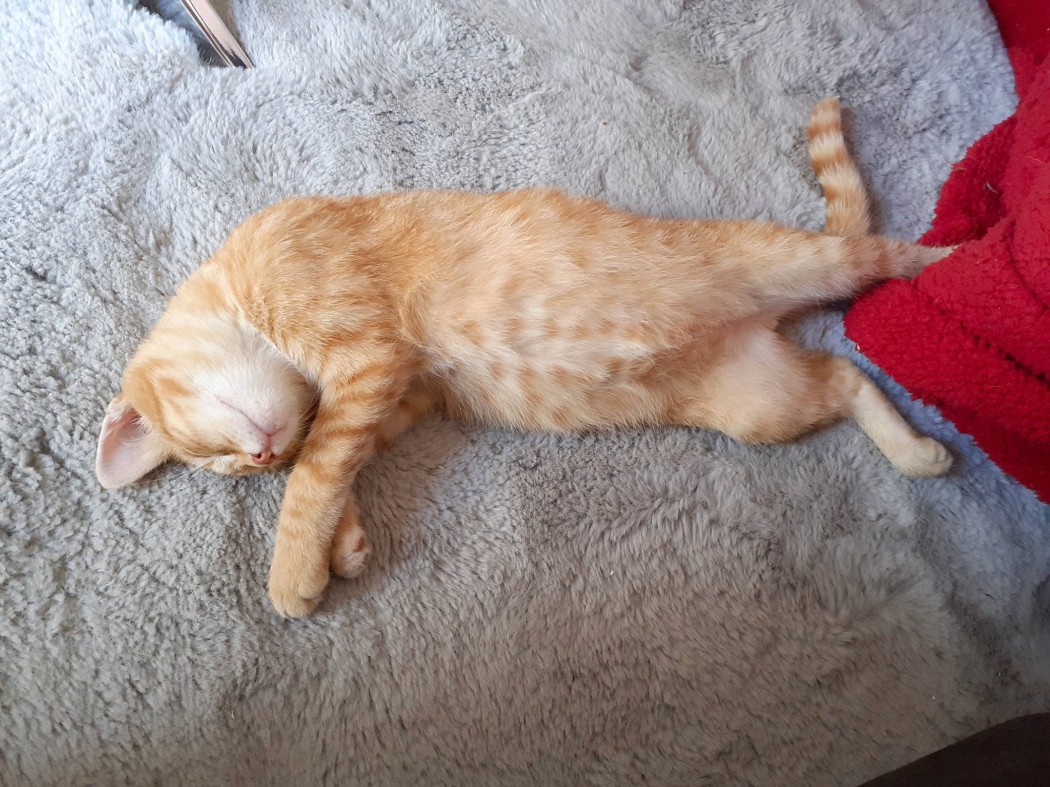 Simba participe au concours pour gagner de l'argent avec cette photo : brown, carnivore, cat, claw, comfort, dog_breed, domestic_short_haired_cat, fawn, felidae, foot, fur, hardwood, paw, small_to_medium_sized_cats, snout, sporting_group, tail, terrestrial_animal, whiskers, wood