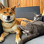 animal, cat, chair, collar, companion, cozy, dog, domestic, friendship, fur, furniture, gray_cat, natural_light, outdoor, paws, pet, relaxed, resting, shiba_inu, wooden_door