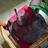 Mistigri participe au concours pour gagner de l'argent avec cette photo : animal, belly_up, cat, chair, cozy, floor, funny_pose, fur, furniture, gray_cat, home, indoor, paws, pet, red_cushion, relaxed, sleeping, sunlight, wooden_armrest, woven_seat