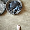 Mistigri participe au concours pour gagner de l'argent avec cette photo : animal, cardboard_scratcher, cat, cozy, curled_up, ears, feet, feline, floor, gray_cat, home, indoor, paws, pet, relaxed, scratching_post, sleeping, top_down_view, whiskers, wood_floor