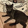 animal, bed, bedroom, blanket, cat, face, feline, floral_pattern, gray_cat, green_eyes, home, indoors, lying_down, person, pet, pillow, playful, portrait, relaxed, upside_down