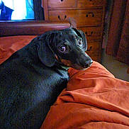 Dolly joined the competition — help win amazing prizes! animal, bed, blanket, canine, cozy, curious, dachshund, dog, dresser, ears, eyes, fur, home, indoor, looking_back, orange_blanket, pet, portrait, snout, wooden_furniture