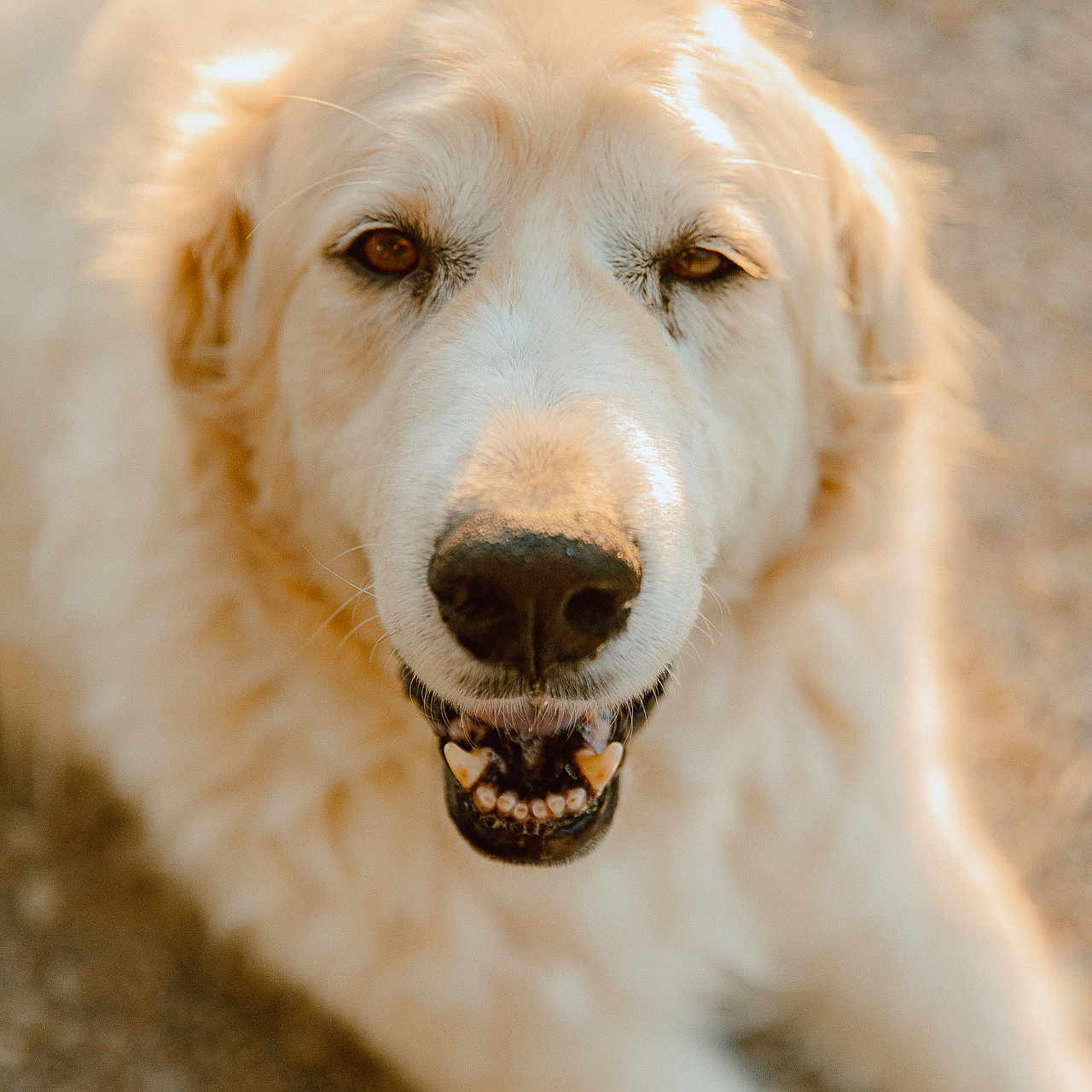 Cowboy joined the competition — help win amazing prizes! animal, bodypart, canine, cockerspaniel, collie, dog, eskimodog, goldenretriever, hound, husky, labradorretriever, mouth, person, pet, poodle, puppy, snout, teeth, terrier, whitedog