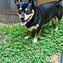 Huck is registered to the contest to win money with this photo: animal, barrel, black_dog, clover, cute, daylight, dog, ears, grass, happy, leaf, muzzle, nature, outdoor, pet, playful, small_dog, tan_dog, tongue_out, wooden_barrel