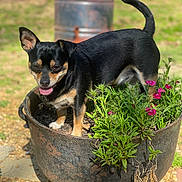 Huck is registered to the contest to win money with this photo: dog, small_dog, black_dog, tan_markings, plant, planter, flowers, pink_flowers, garden, outdoor, sunlight, grass, metal_planter, pet, happy, tongue_out, tail_up, nature, summer, cute