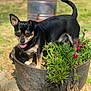 dog, small_dog, black_dog, tan_markings, plant, planter, flowers, pink_flowers, garden, outdoor, sunlight, grass, metal_planter, pet, happy, tongue_out, tail_up, nature, summer, cute