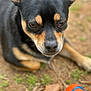 dog, close_up, outdoor, pet, black_and_tan, ball, toy, leaf, grass, earth, animal, canine, nature, focus, portrait, laying_down, fur, ears, nose, brown_eyes