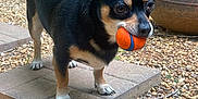Huck is registered to the contest to win money with this photo: dog, small_dog, black_dog, orange_ball, pebbles, stone_tile, outdoor, garden, plants, bench, pet, animal, playful, ears_up, alert, mouth_holding, tail_up, daylight, nature, grass