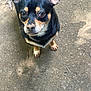 dog, small_dog, black_dog, tan_markings, ears, eyes, outdoor, concrete, curious, standing, animal, pet, canine, close_up, looking_up, short_hair, daylight, shadow, snout, whiskers