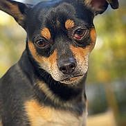Huck joined the competition — help win amazing prizes! dog, pet, close_up, portrait, animal, canine, outdoor, fur, ears, eyes, black_and_tan, cute, friendly, muzzle, nose, whiskers, expression, head_tilt, nature, blurred_background