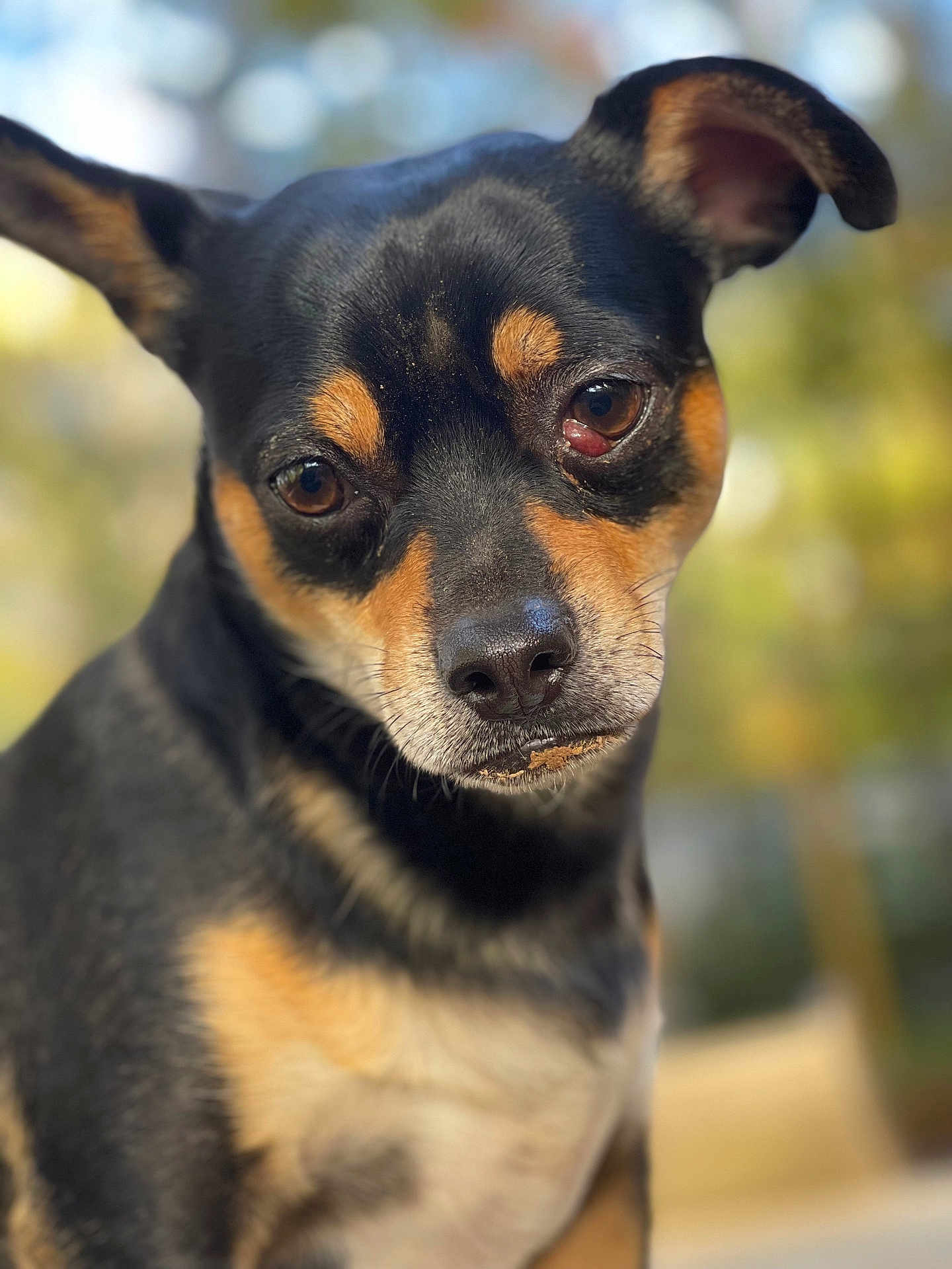 Huck joined the competition — help win amazing prizes! dog, pet, close_up, portrait, animal, canine, outdoor, fur, ears, eyes, black_and_tan, cute, friendly, muzzle, nose, whiskers, expression, head_tilt, nature, blurred_background