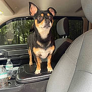Huck joined the competition — help win amazing prizes! alert, animal, black_fur, car_interior, car_seat, center_console, daylight, dog, ears_up, expression, forest_background, indoor, looking, pet, small_dog, standing, tan_fur, vehicle, water_bottle, window