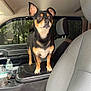 alert, animal, black_fur, car_interior, car_seat, center_console, daylight, dog, ears_up, expression, forest_background, indoor, looking, pet, small_dog, standing, tan_fur, vehicle, water_bottle, window