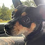 Huck joined the competition — help win amazing prizes! animal, arm, black_and_tan, blurred_background, car_interior, close_up, daylight, dog, fur, nature, outdoor, pet, portrait, reflection, side_view, small_dog, tattoo, trees, whiskers, window