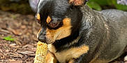 Huck is registered to the contest to win money with this photo: animal, black_dog, close_up, corn_cob, cute, dog, flower, focused, hydrangea, leaf, lying_down, mammal, mulch, nature, outdoor, paw, pet, plant, snack, tan_markings