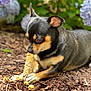 animal, black_dog, close_up, corn_cob, cute, dog, flower, focused, hydrangea, leaf, lying_down, mammal, mulch, nature, outdoor, paw, pet, plant, snack, tan_markings