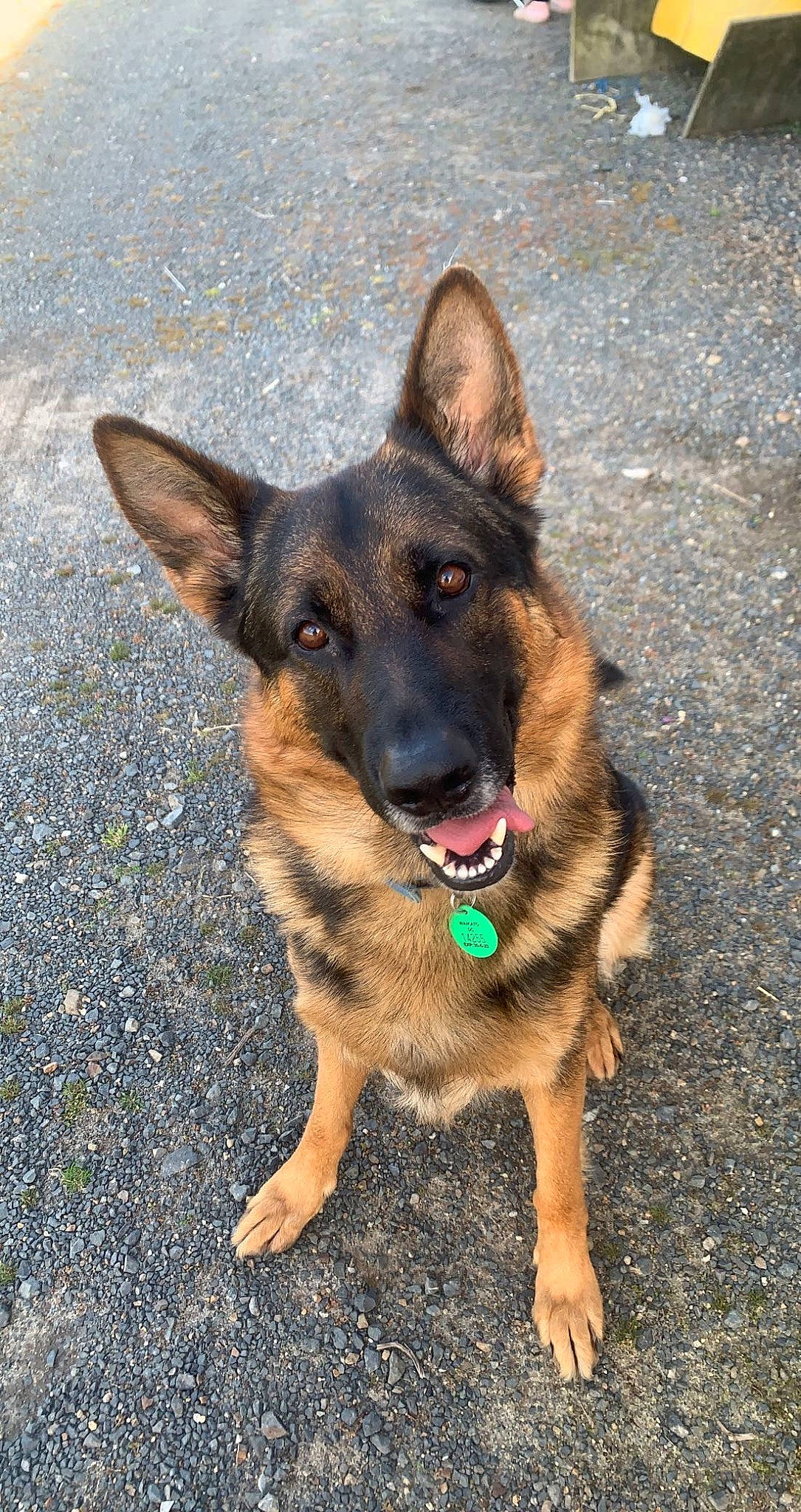 Blue is registered to the contest to win money with this photo: biting, carnivore, collar, companion_dog, dog, dog_breed, dog_supply, east_european_shepherd, german_shepherd_dog, herding_dog, old_german_shepherd_dog, paw, plant, road_surface, snout, terrestrial_animal, working_dog