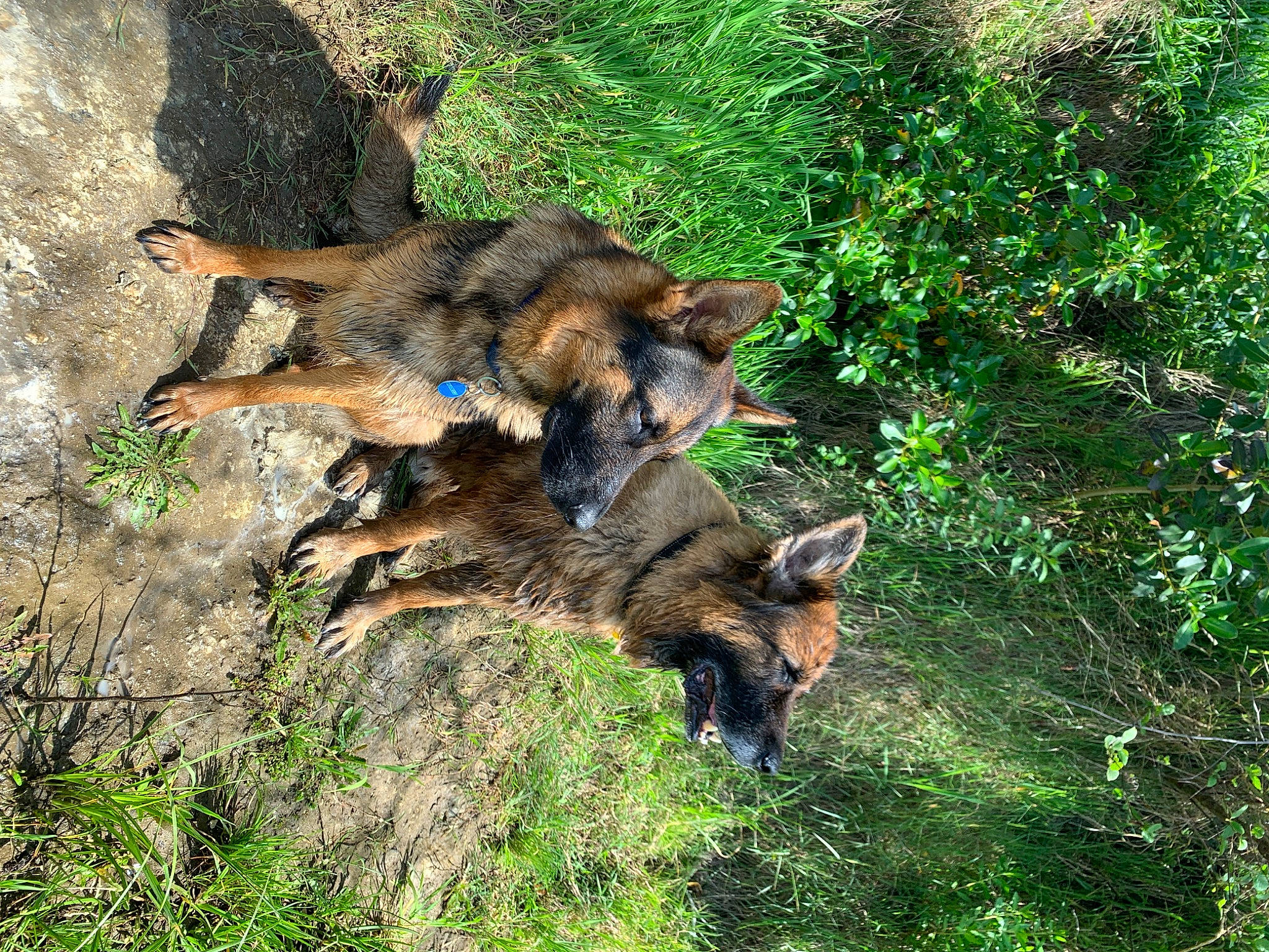 Blue joined the competition — help win amazing prizes! canidae, canis, carnivore, dog, dog_breed, fawn, german_shepherd_dog, grass, plant, snout, sporting_group, tail, terrestrial_animal, wildlife, wood, working_animal