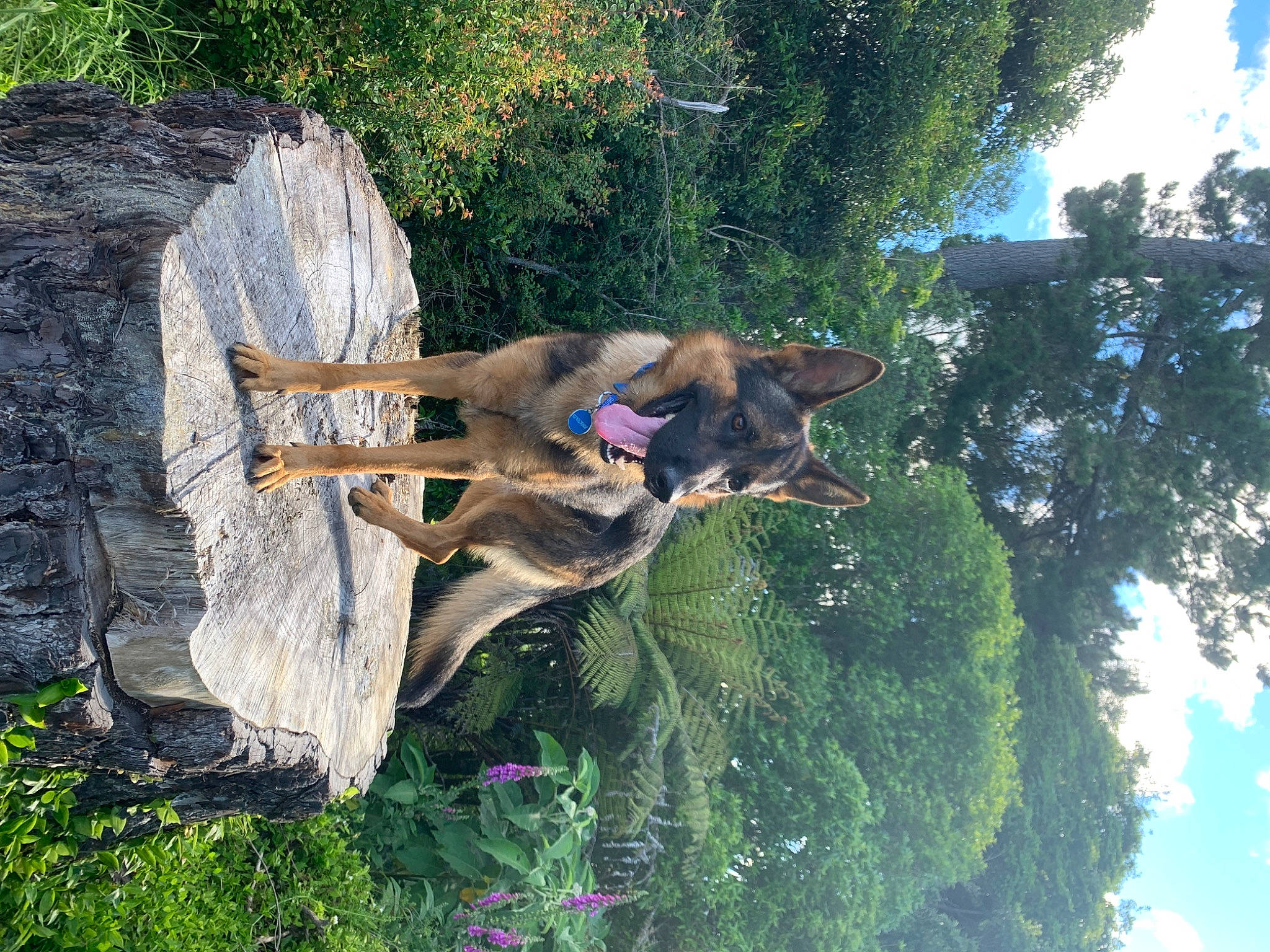 Blue is registered to the contest to win money with this photo: adventure, bedrock, cloud, fawn, fun, grass, landscape, leisure, people_in_nature, plant, recreation, shrub, sky, tree, trunk, wood, woody_plant