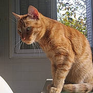 Oasis participe au concours pour gagner de l'argent avec cette photo : cat, orange_tabby, indoor, table, glass_surface, window, sunlight, leafy_tree, curious, pet, feline, whiskers, ears, fur, paw, shadow, home, daylight, animal, domestic_cat