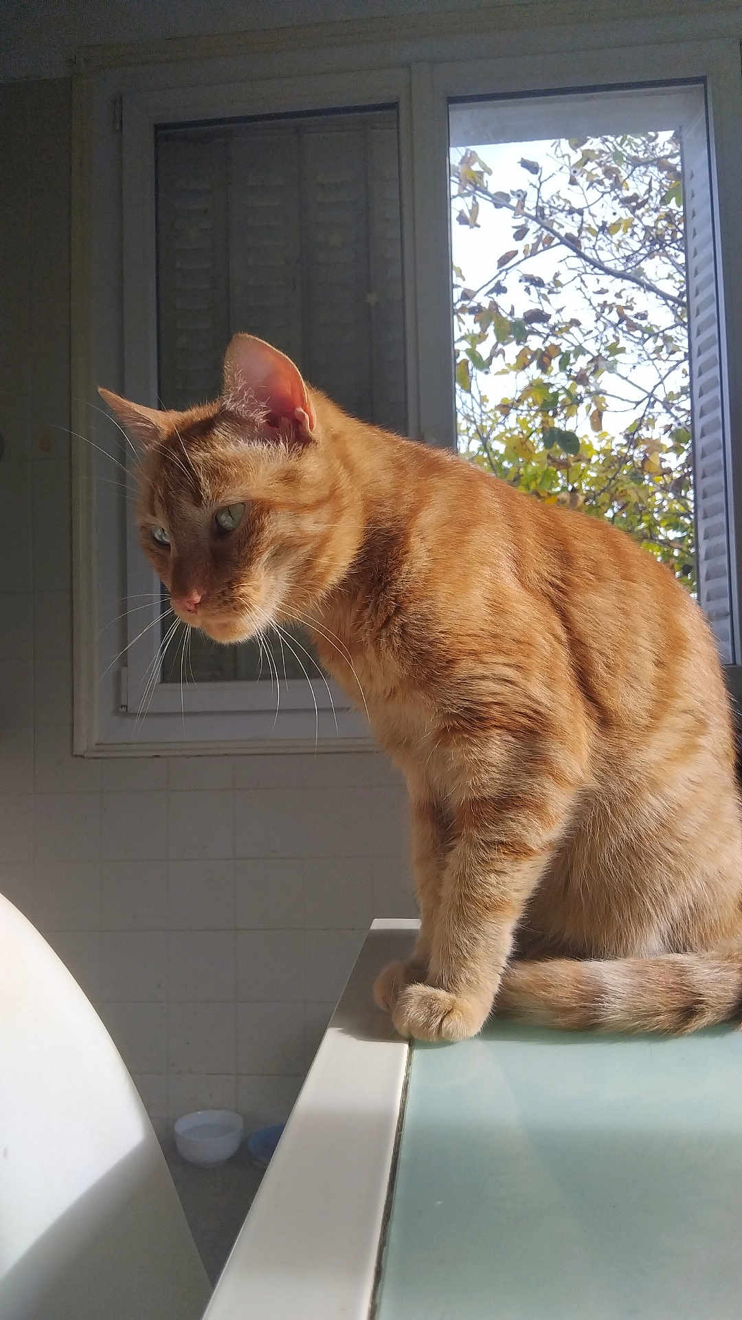 Oasis participe au concours pour gagner de l'argent avec cette photo : cat, orange_tabby, indoor, table, glass_surface, window, sunlight, leafy_tree, curious, pet, feline, whiskers, ears, fur, paw, shadow, home, daylight, animal, domestic_cat