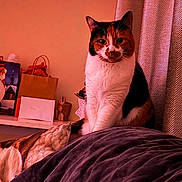 Hope joined the competition — help win amazing prizes! animal, blanket, calico_cat, cat, cozy, curtain, decor, domestic, fur, furniture, household, indoor, looking, pet, portrait, relaxed, shelf, sitting, table, warm_lighting