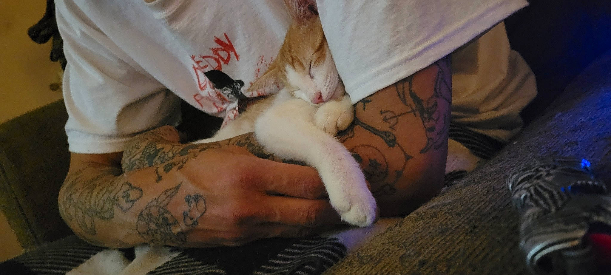 Odie joined the competition — help win amazing prizes! carnivore, cat, comfort, domestic_short_haired_cat, elbow, fawn, felidae, finger, fur, gesture, human_leg, lap, mammal, nail, paw, small_to_medium_sized_cats, temporary_tattoo, vertebrate, whiskers, wrist