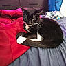 Turbo joined the competition — help win amazing prizes! cat, black_and_white_cat, bed, blanket, red_blanket, blue_bedspread, indoor, pet, animal, feline, resting, curled_up, whiskers, fur, tail, cozy, sleepy, domestic_cat, household, relaxed