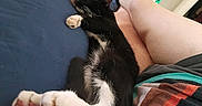 Turbo is registered to the contest to win money with this photo: cat, black_and_white_cat, sleeping_cat, bed, bedspread, person, bare_legs, resting, indoor, pet, feline, paw, whiskers, relaxation, comfort, domestic_animal, nap, close_up, striped_clothing, casual