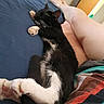 bare_legs, bed, bedspread, black_and_white_cat, casual, cat, close_up, comfort, domestic_animal, feline, indoor, nap, paw, person, pet, relaxation, resting, sleeping_cat, striped_clothing, whiskers