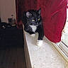 Turbo is registered to the contest to win money with this photo: cat, black_and_white, windowsill, red_curtain, yellow_eyes, indoor, pet, animal, feline, resting, curtain, window, domestic_cat, whiskers, paw, looking, fur, house, home, quiet