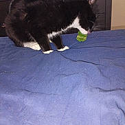 Turbo is registered to the contest to win money with this photo: cat, black_and_white, pet, animal, lettuce, bed, blanket, blue, indoor, furniture, headboard, curious, nibbling, fur, whiskers, paw, domestic, resting, side_view, television