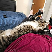Nitro is registered to the contest to win money with this photo: bed, bedroom, blue_bedspread, cat, clothing, door, dresser, feline, foot, home, indoor, lap, paws, person, red_shirt, relaxed, remote_control, stretching, tabby_cat, wood_floor